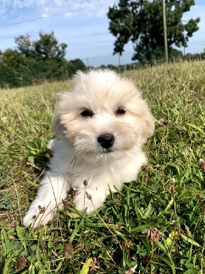 Les chiots de Coton de Tulear