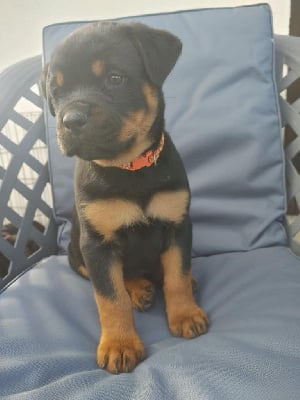 Les chiots de Rottweiler