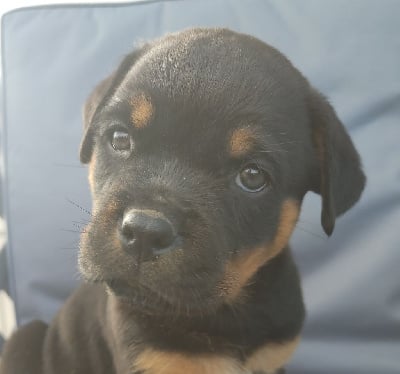 Les chiots de Rottweiler