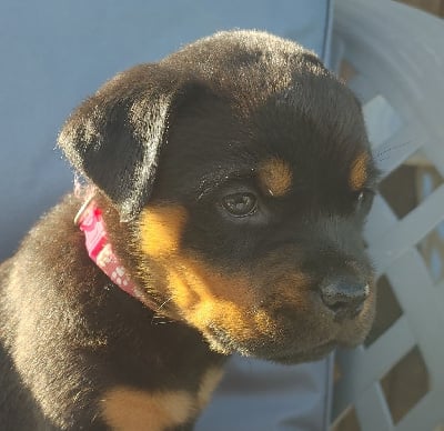 Les chiots de Rottweiler