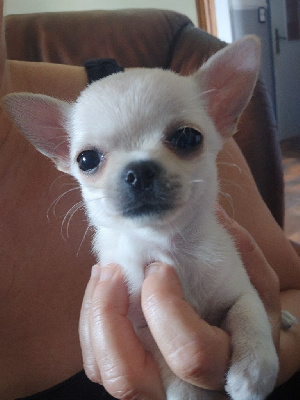 Les chiots de Chihuahua