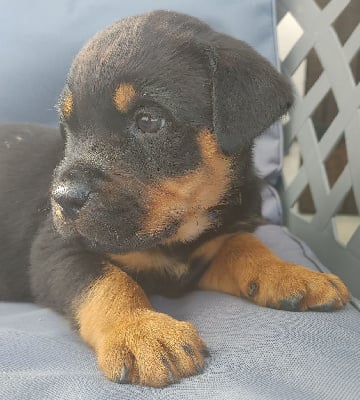 Les chiots de Rottweiler