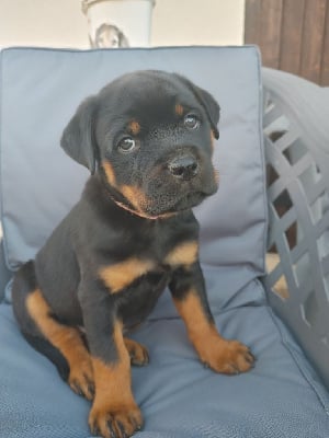 Les chiots de Rottweiler