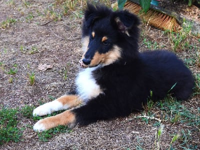 Les chiots de Shetland Sheepdog