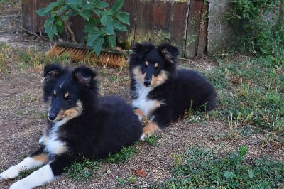 Les chiots de Shetland Sheepdog