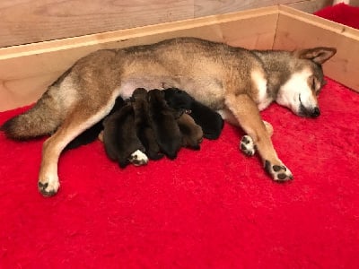 Les chiots de Shiba