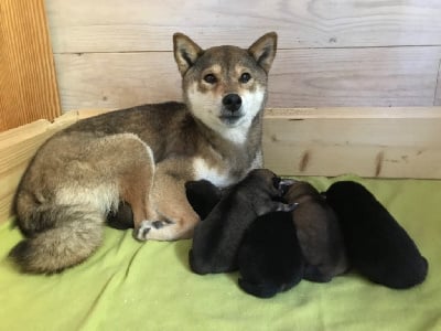 Les chiots de Shiba