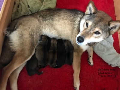 Les chiots de Shiba