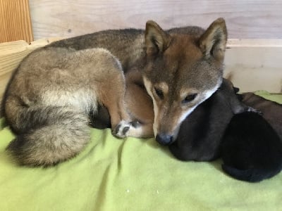 Les chiots de Shiba