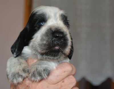 Les chiots de Cocker Spaniel Anglais