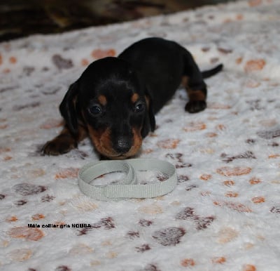 Les chiots de Teckel poil ras