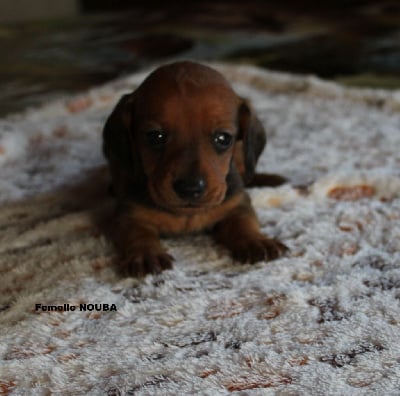 Les chiots de Teckel poil ras