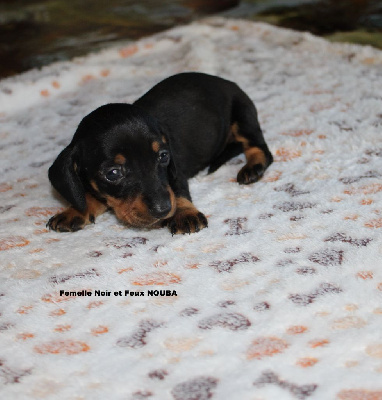 Les chiots de Teckel poil ras