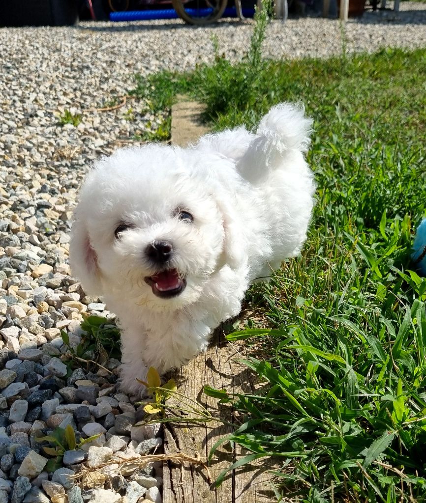 CHIOT 2 - Bichon Frise