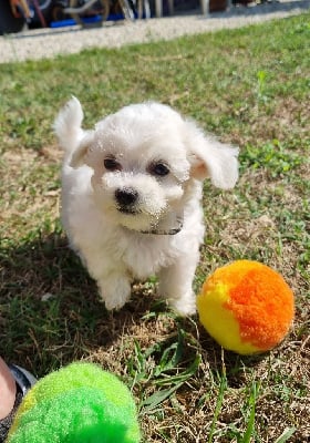 Les chiots de Bichon Frise