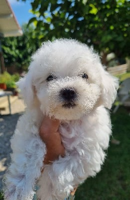 Les chiots de Bichon Frise