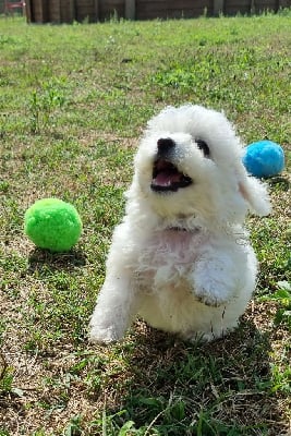 Les chiots de Bichon Frise