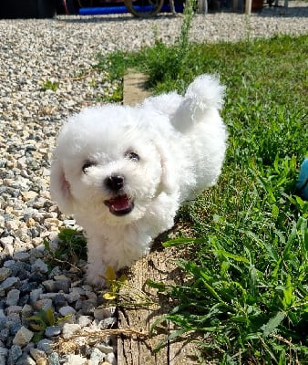 Les chiots de Bichon Frise