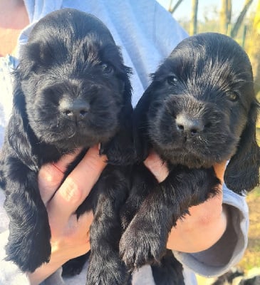 Les chiots de Cocker Spaniel Anglais