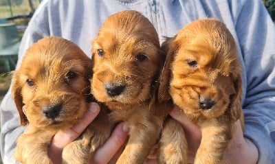 Les chiots de Cocker Spaniel Anglais