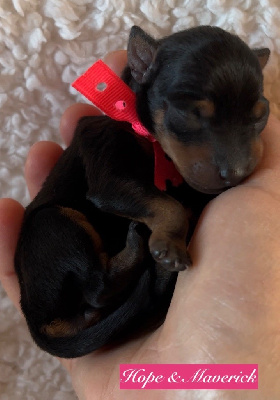 Les chiots de English Toy Terrier