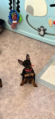 Les chiots de English Toy Terrier