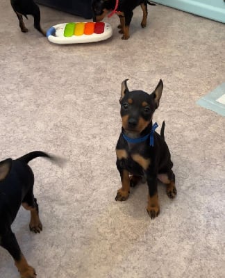 Les chiots de English Toy Terrier