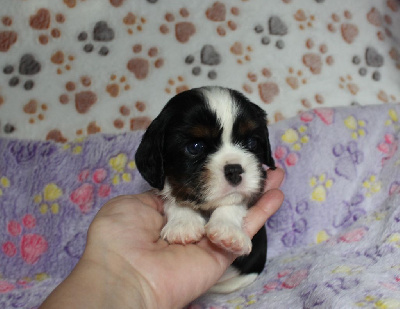 Les chiots de Cavalier King Charles Spaniel