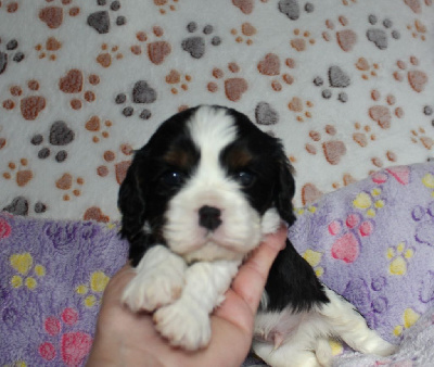 Les chiots de Cavalier King Charles Spaniel