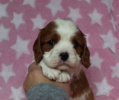 Les chiots de Cavalier King Charles Spaniel