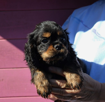 Les chiots de Cavalier King Charles Spaniel