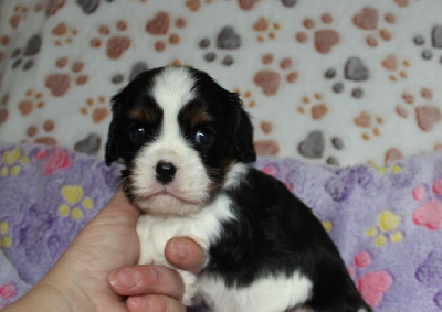 Les chiots de Cavalier King Charles Spaniel