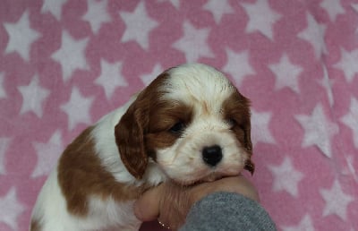 Les chiots de Cavalier King Charles Spaniel