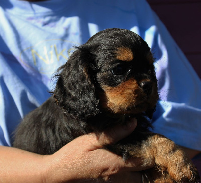 Les chiots de Cavalier King Charles Spaniel