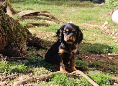 Les chiots de Cavalier King Charles Spaniel