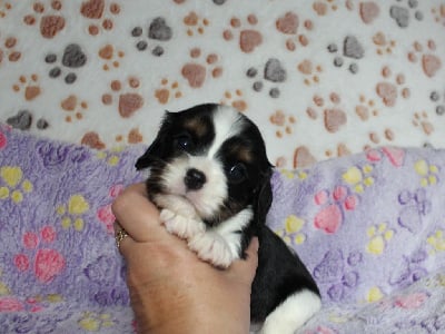 Les chiots de Cavalier King Charles Spaniel