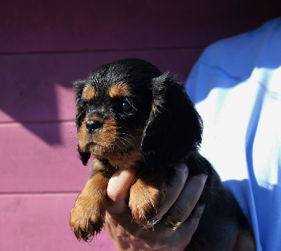 Les chiots de Cavalier King Charles Spaniel