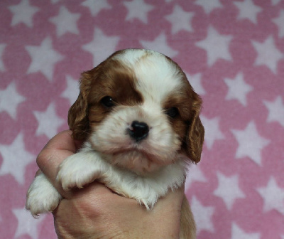 Les chiots de Cavalier King Charles Spaniel