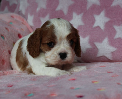 Les chiots de Cavalier King Charles Spaniel