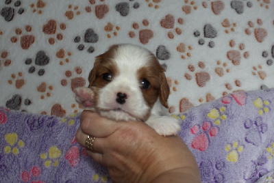 Les chiots de Cavalier King Charles Spaniel