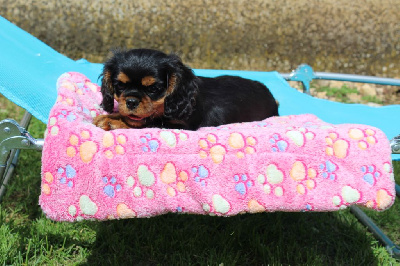 Les chiots de Cavalier King Charles Spaniel