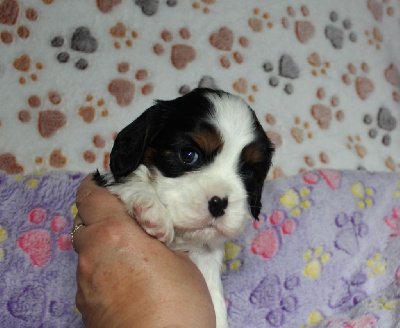 Les chiots de Cavalier King Charles Spaniel