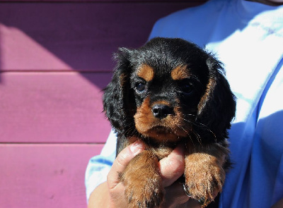 Les chiots de Cavalier King Charles Spaniel