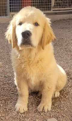 Les chiots de Golden Retriever