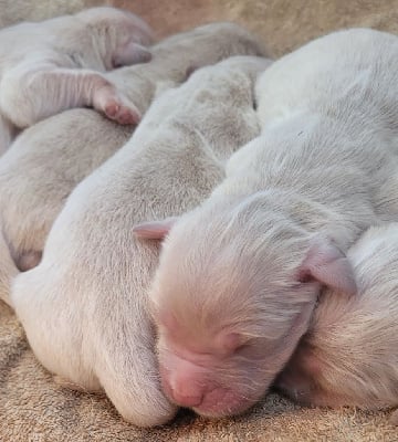 Les chiots de Golden Retriever