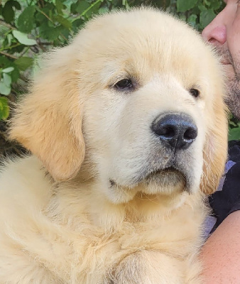 Les chiots de Golden Retriever