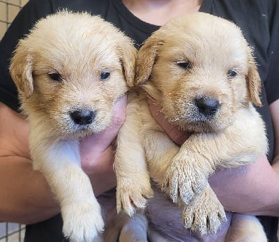 Les chiots de Golden Retriever