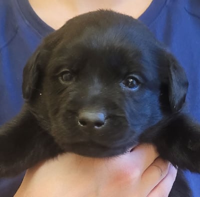 Les chiots de Labrador Retriever