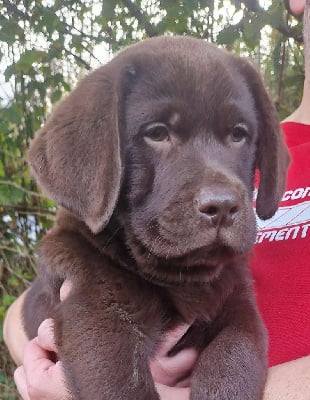 Les chiots de Labrador Retriever