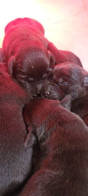 Les chiots de Labrador Retriever